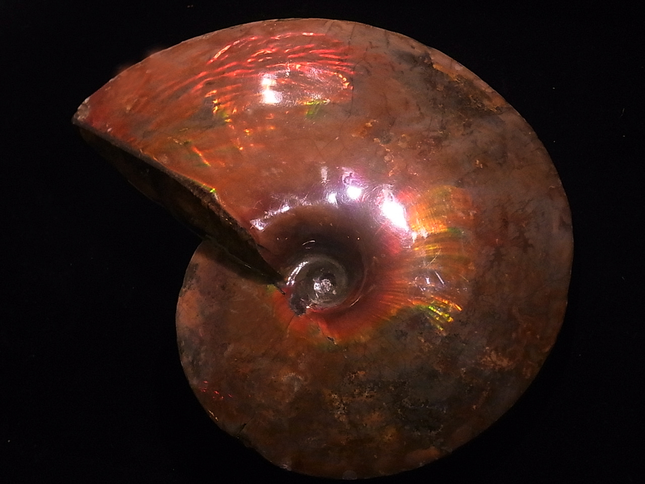 Ammonite Placenticeras meekiivZeBZX ~[LBj݃Ji_EAo[^BŔ@ACgɂĂ3ނ܂