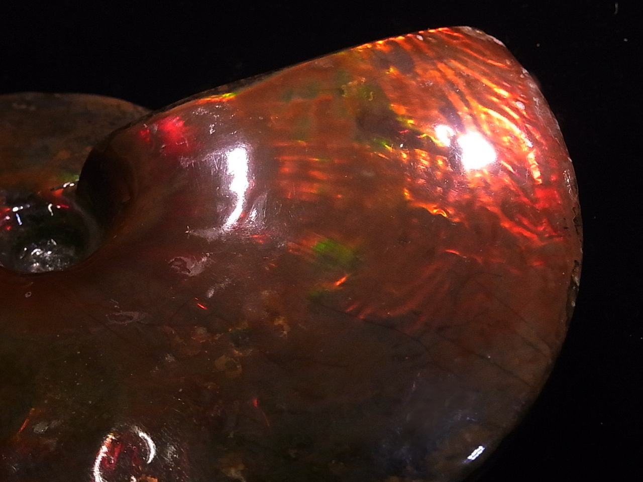 Ammonite Placenticeras meekiivZeBZX ~[LBj݃Ji_EAo[^BŔ@ACgɂĂ3ނ܂