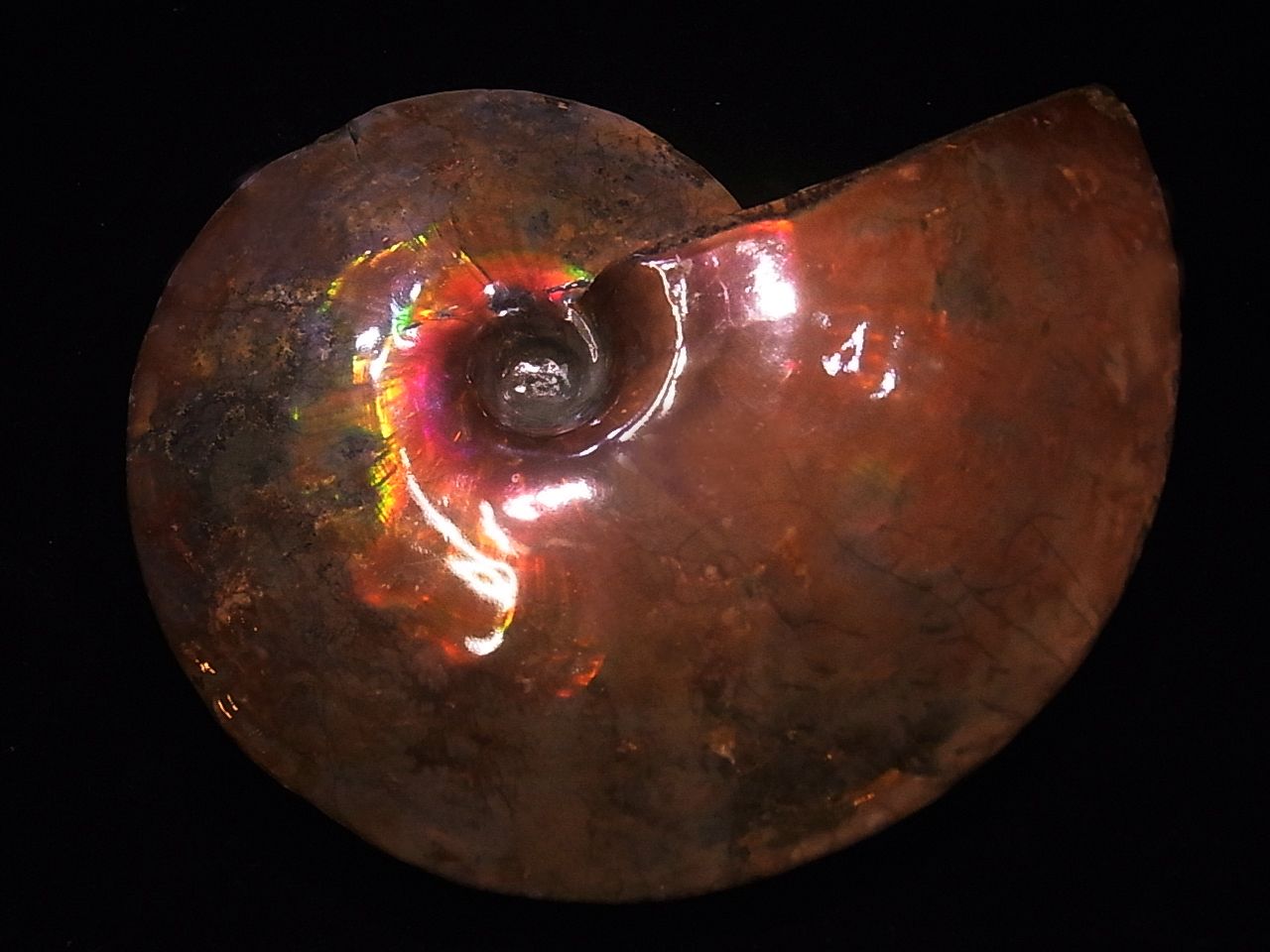 Ammonite Placenticeras meeki（プラセンティセラス ミーキィ）現在カナダ・アルバータ州で発掘されるアンモライトについては3種類があげられます