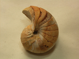 オウムガイ化石(Nautilus)