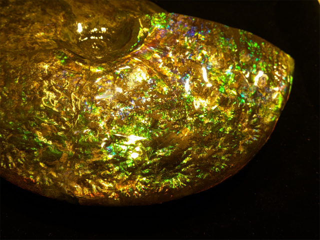 �D�������������茩����A�������C�g����