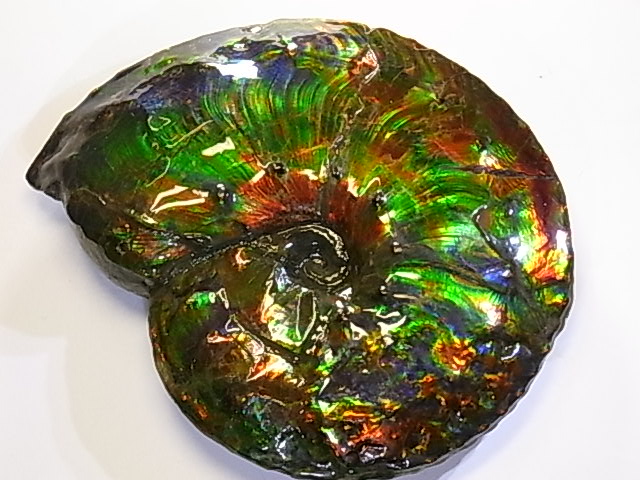 稀少な化石宝石アンモライト・Korite社 :HJ-14GPT24:カナディアン