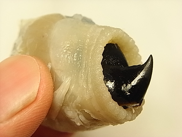 イカの顎器