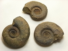 アンモナイト化石　クリメニア類