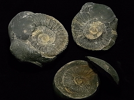 ヒマラヤ（ネパール産）アンモナイト化石