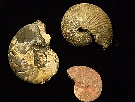 東ティモール産アンモナイト化石