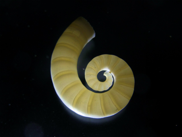 自然界の螺旋　トグロコウイカの体内殻